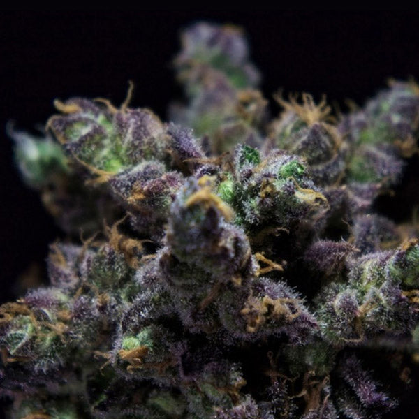Z-Kiem 3 e fem. R-Kiem Seeds