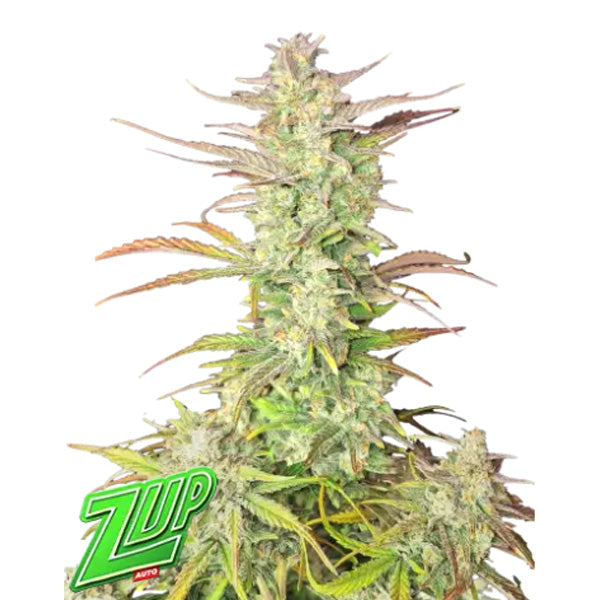 Z-Up Auto   3 u. fem. FastBuds Seeds