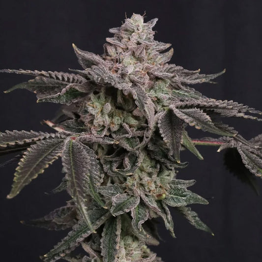 Z42 - 10 u. fem. FastBuds Seeds
