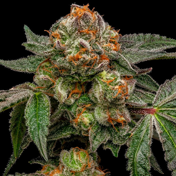 Zake 5 pz. femm. Ripper Seeds