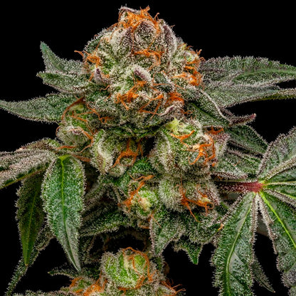 Zake 5 pz. femm. Ripper Seeds