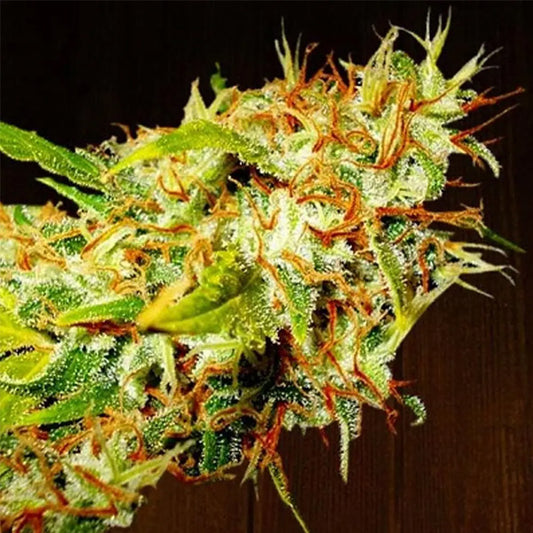 Zamaldelica   5 u. Regular Ace Seeds