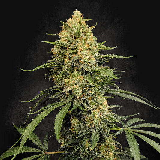 Zesty Bliss  3 u. fem. Paradise Seeds