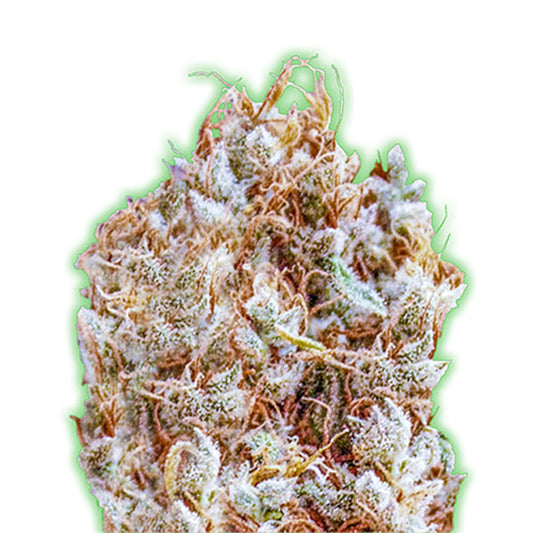 Zkitlles  3 u. fem. Monster Genetics