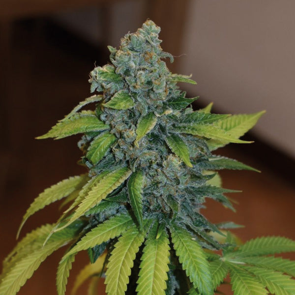 Zkittlez 3 u. fem. Medical Seeds