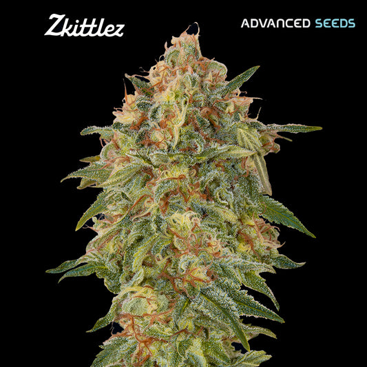 Zkittlez   5 + 2 u. fem. Advanced Seeds