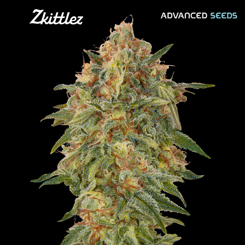 Zkittlez  25 u. fem. Advanced Seeds