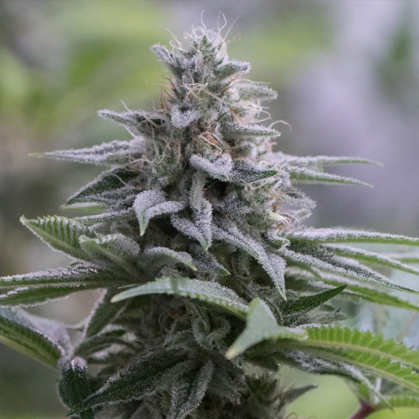 Zkittlez 2.0 -  3 ud Silent Seeds
