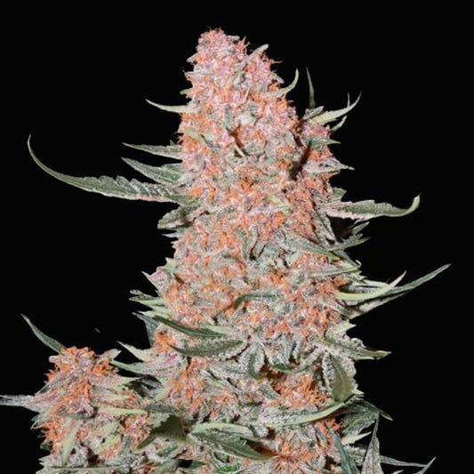Ztrawberriez Auto 10 u. fem. FastBuds Seeds