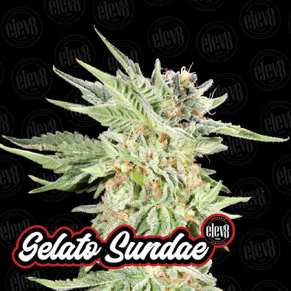 Variety Pack #1 - 6 ud. fem Elev8 Seeds