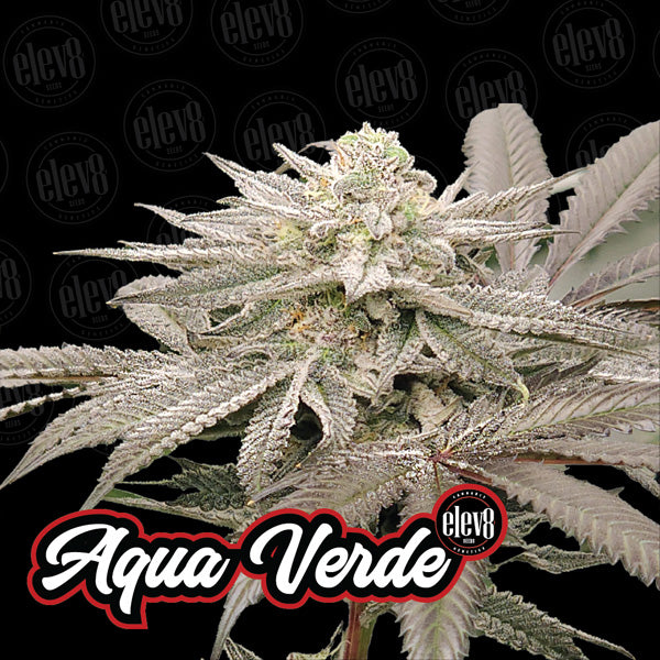 Variety Pack #1 - 6 ud. fem Elev8 Seeds