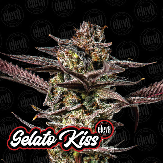 Variety Pack #2 - 6 ud. fem Elev8 Seeds
