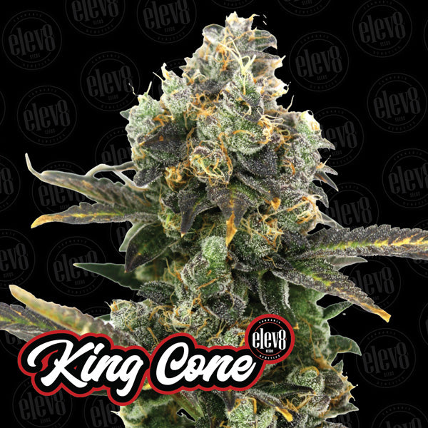 Variety Pack #2 - 6 pz. femminizzati Elev8 Seeds