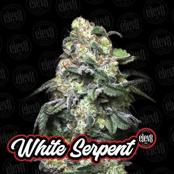 Variety Pack #2 - 6 pz. femminizzati Elev8 Seeds