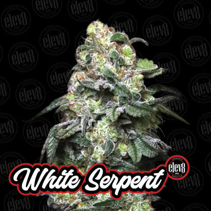 Variety Pack #2 - 6 pz. femminizzati Elev8 Seeds