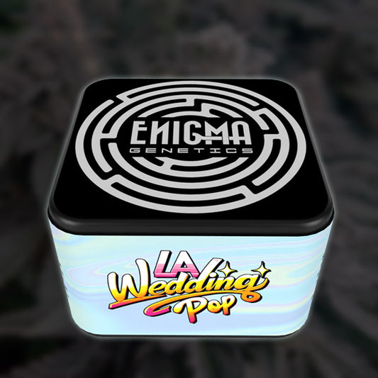 LA Wedding Pop 6 u. fem Enigma Genetics