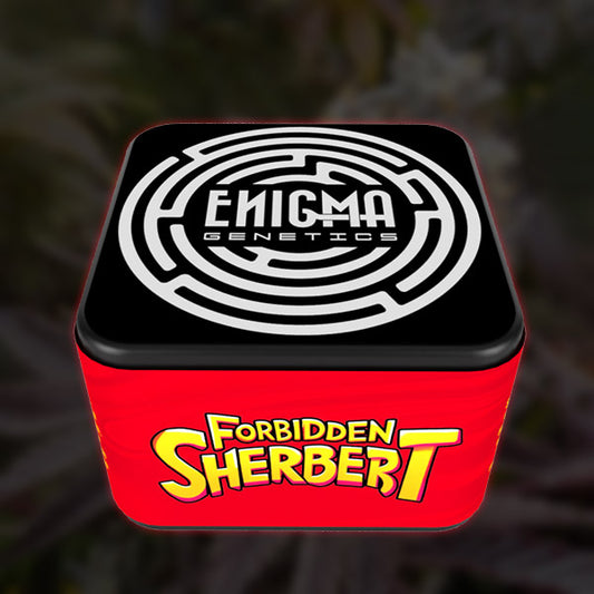 Forbidden Sherbert 6 pk. fem Enigma Genetics