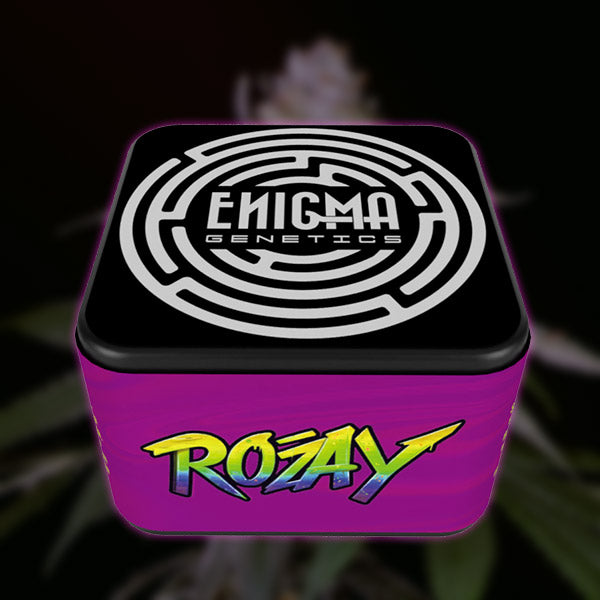 Rozay 3 u. fem Enigma Genetics