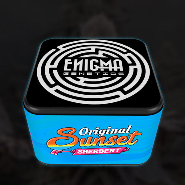 Original Sunset Sherbert 6 u. fem Enigma Genetics