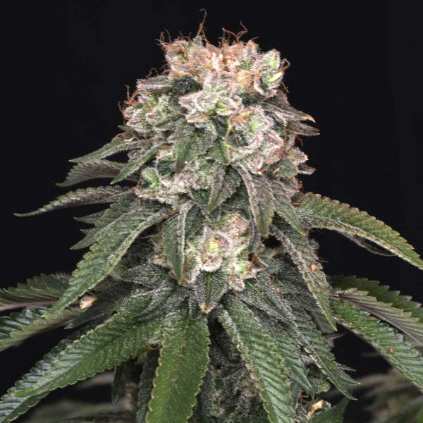 GG4 (Gorilla Glue #4) 10 pz. fem. FastBuds Seeds