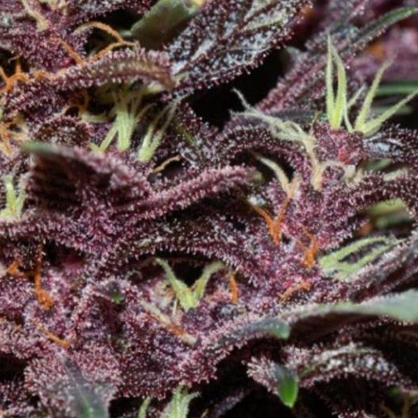 Auto Buddha Purple Kush 3 pc. fem. Buddha Seeds