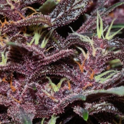 Auto Buddha Purple Kush 3 pc. fem. Buddha Seeds