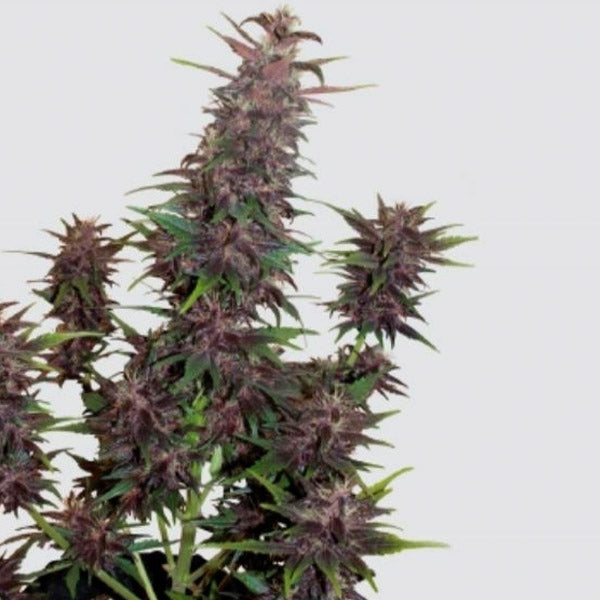 Auto Buddha Purple Kush 3 pc. fem. Buddha Seeds